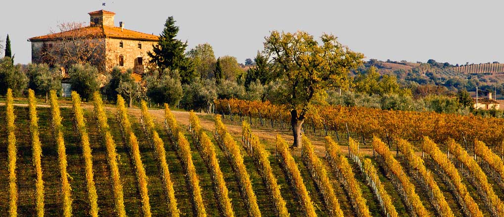 Podzim na toskánské vinici 